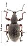 Otiorhynchus sp.